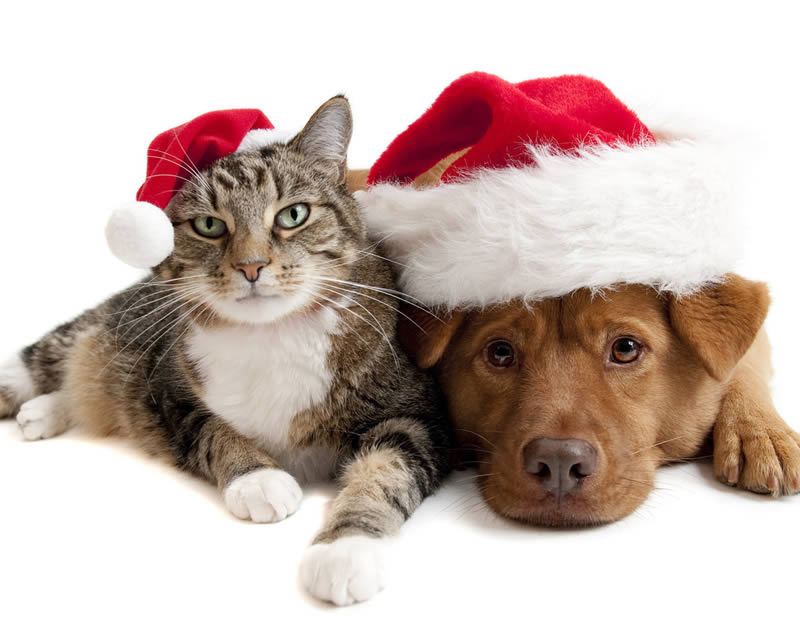 Image chien et chat avec chapeau de père noël